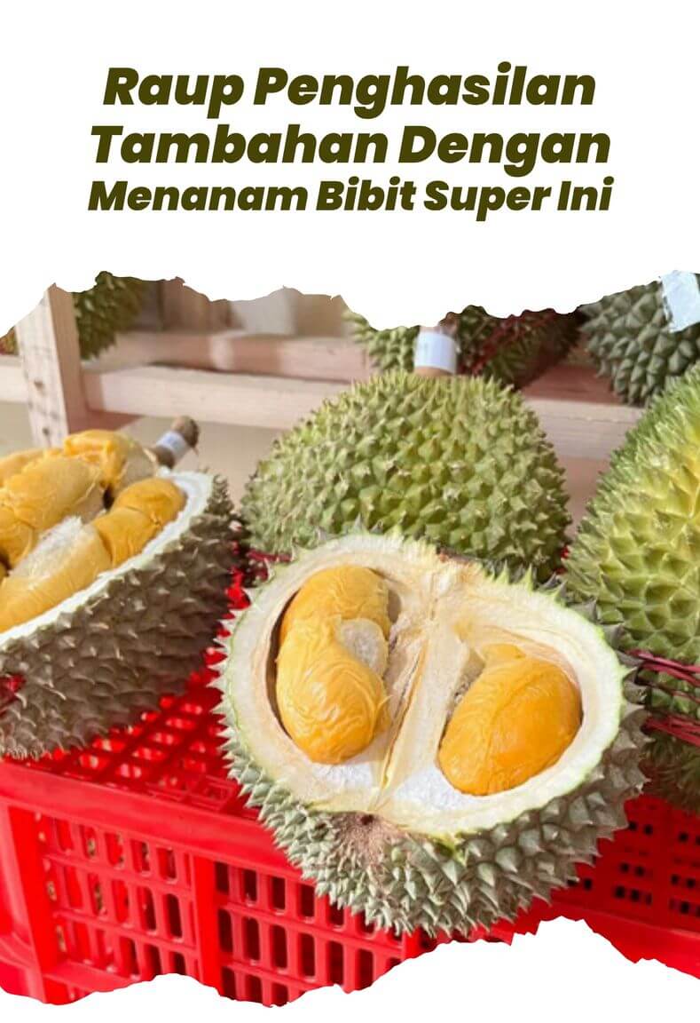 Durian Duri Hitam 1