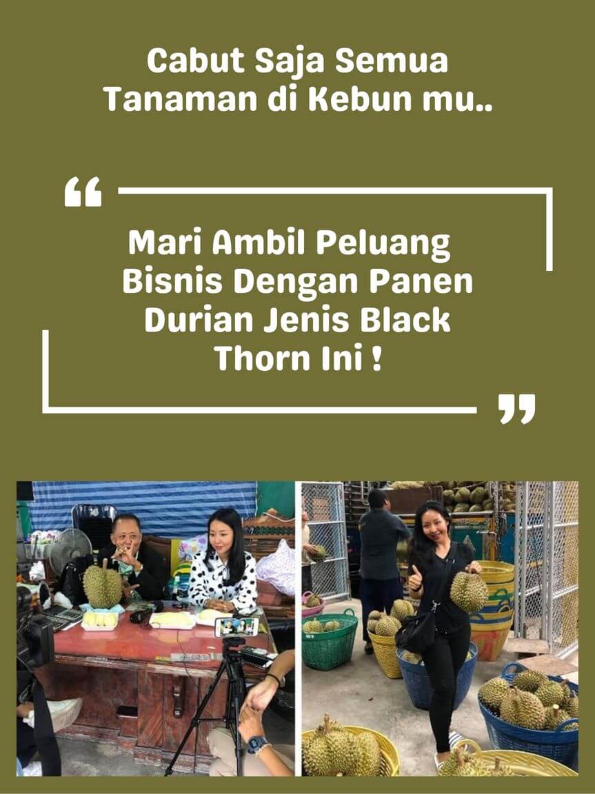 Durian Duri Hitam 3