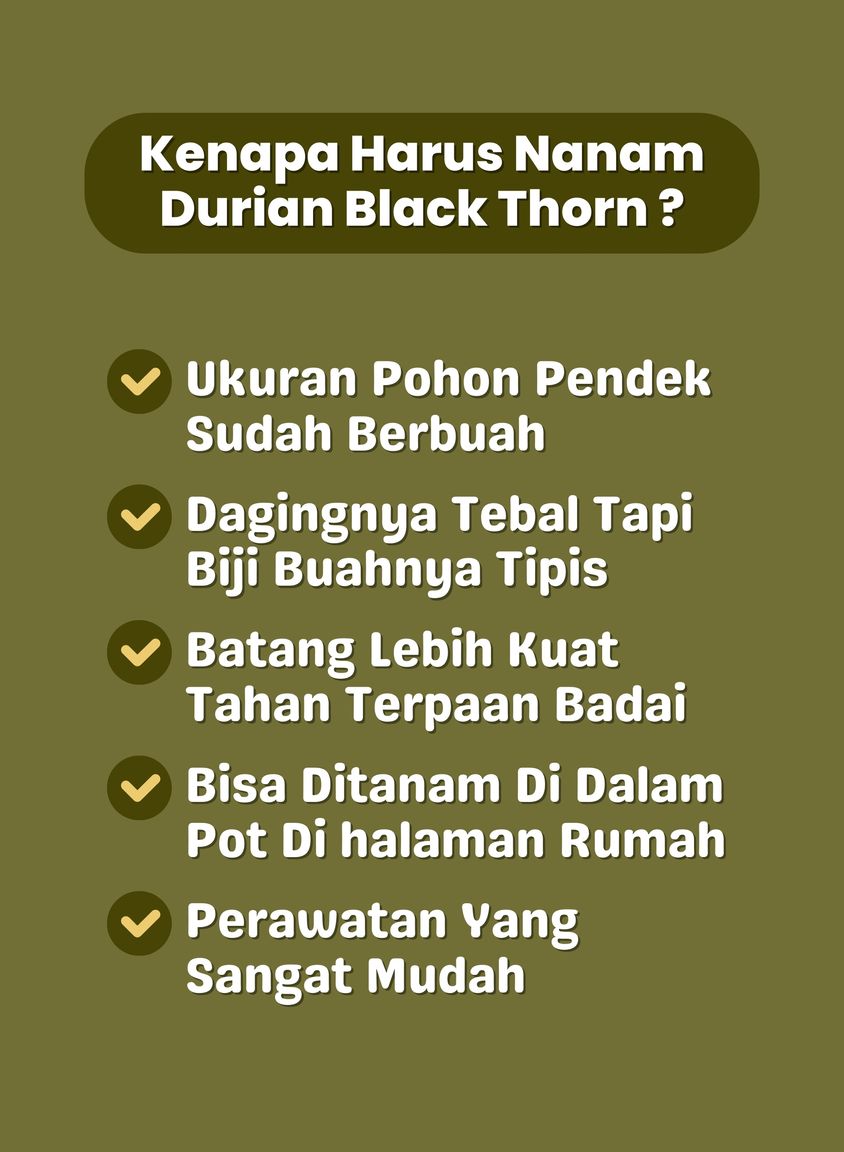 Edukasi Durian 6