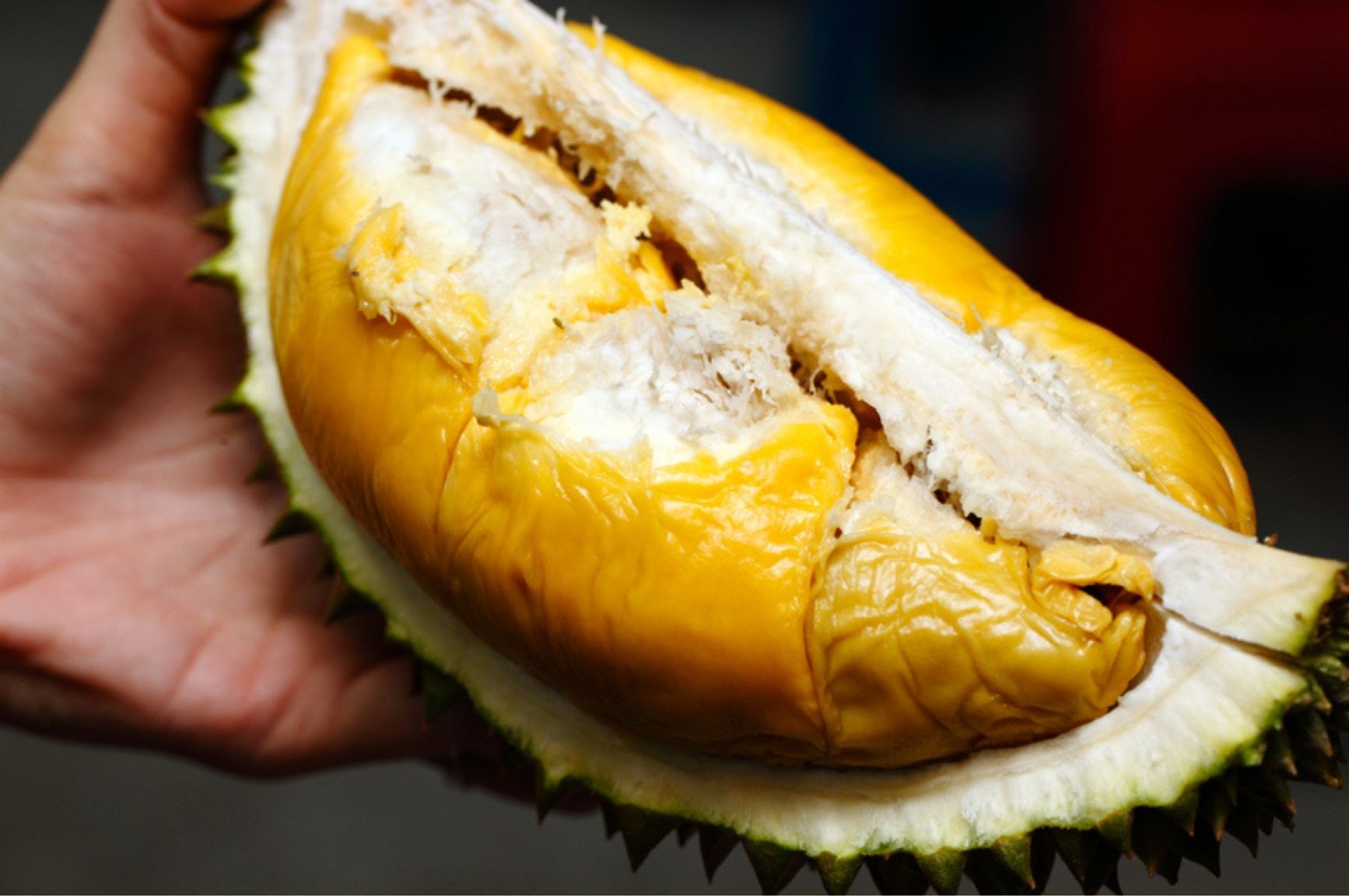 Edukasi Durian 7