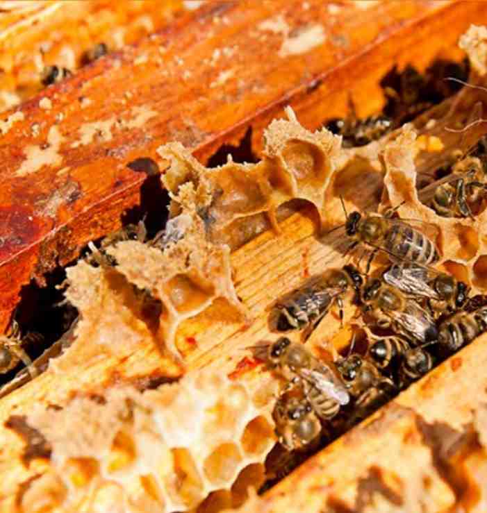Propolis